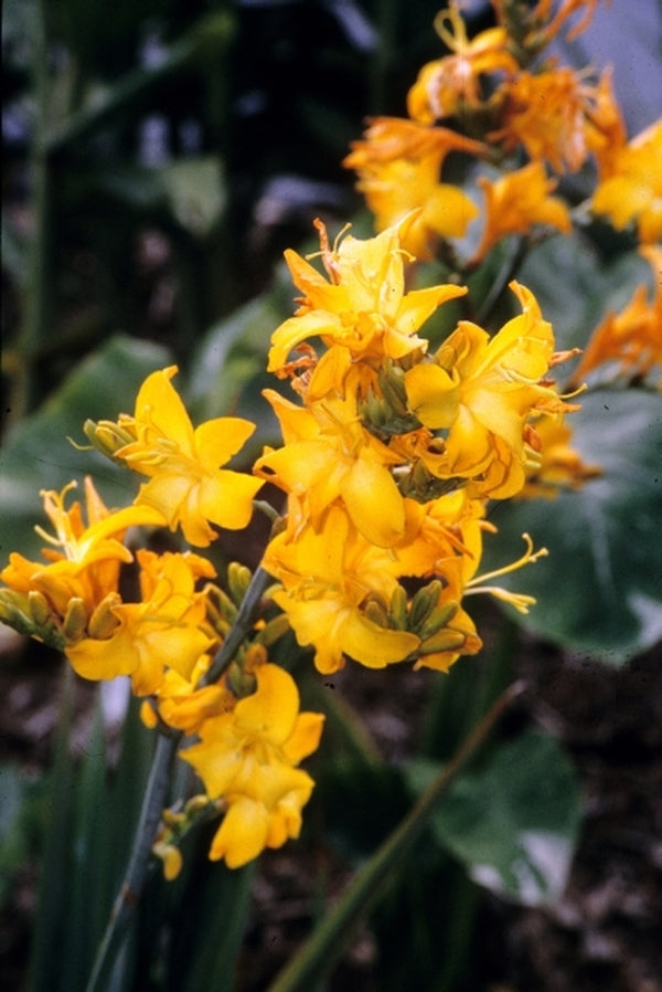 Image of Crocosmia 'Walcroy'|Juniper Level Botanic Gdn, NC|JLBG