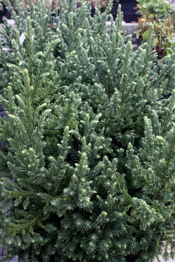 Image of Cryptomeria japonica 'Avid's Dragon'||