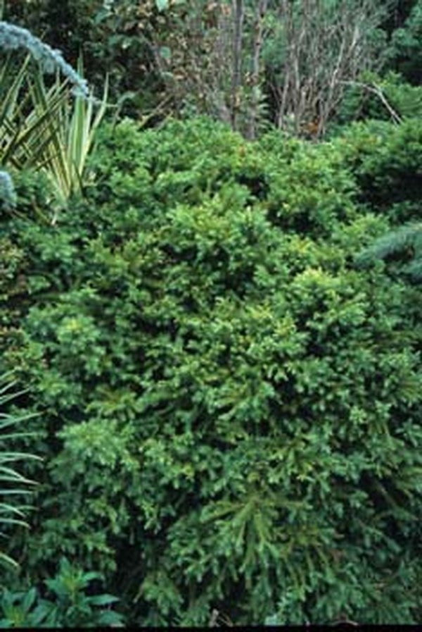 Image of Cryptomeria japonica 'Elegans Nana'|Juniper Level Botanic Gdn, NC|JLBG