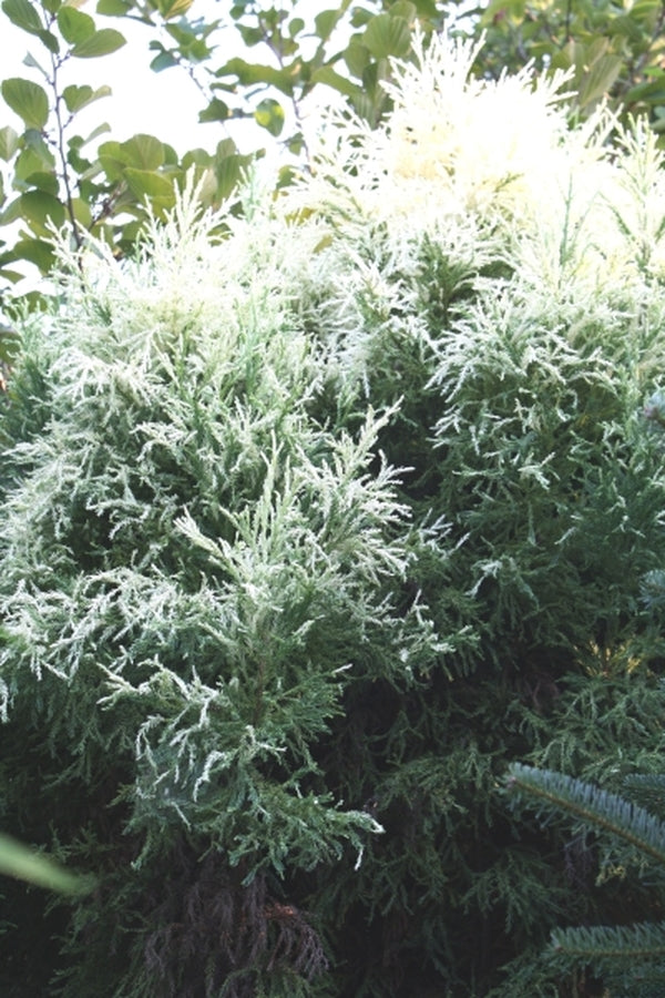 Image of Cryptomeria japonica 'Nana Albospica'||