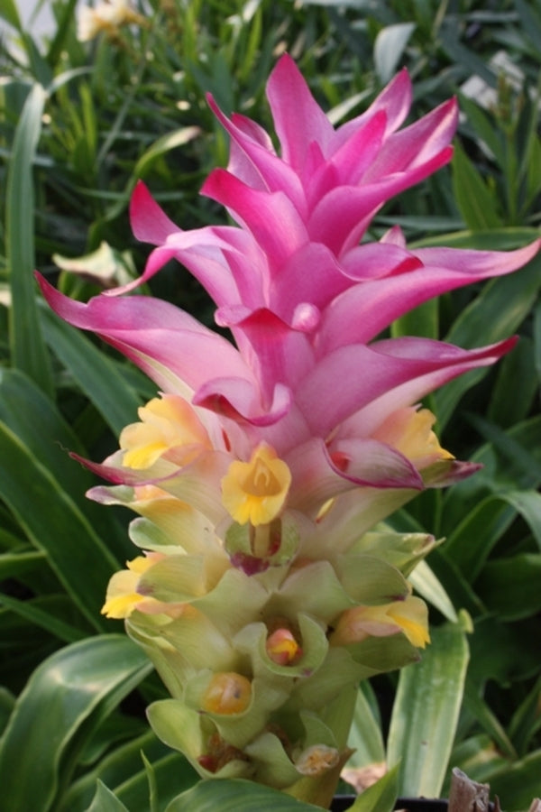 Image of Curcuma 'Pink Plush'|Juniper Level Botanic Gdn, NC|JLBG