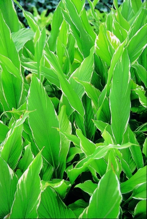 Image of Curcuma longa 'Emperor'|Juniper Level Botanic Gdn, NC|JLBG