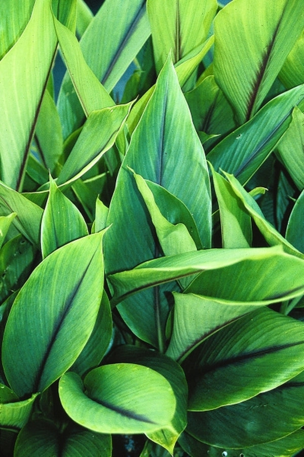 Image of Curcuma zedoaria|Juniper Level Botanic Gdn, NC|JLBG