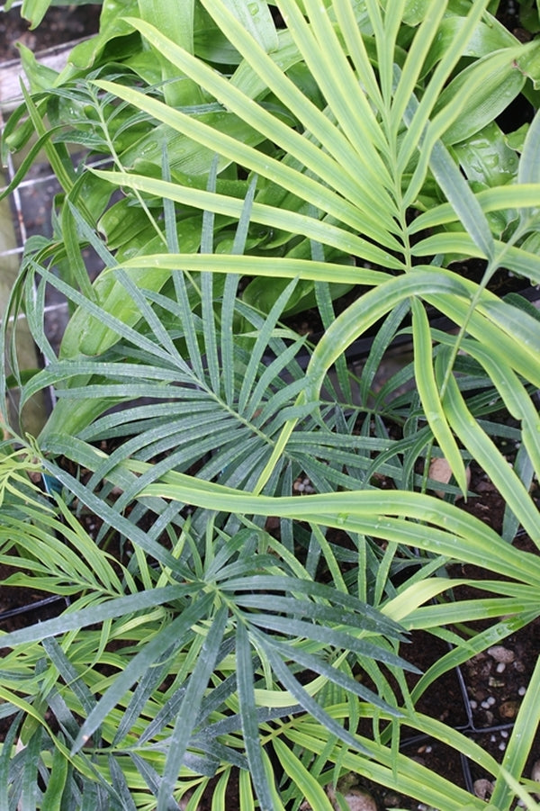 Image of Cycas panzhihuaensis x guizhouensis|Juniper Level Botanic Gdn, NC|JLBG