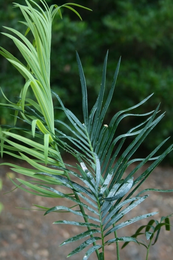 Image of Cycas panzhihuaensis|Juniper Level Botanic Gdn, NC|JLBG