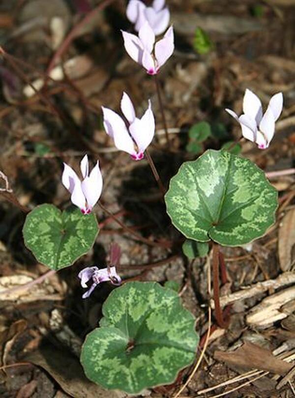 Image of Cyclamen ciliciumtaken at Juniper Level Botanic Gdn, NC by JLBG