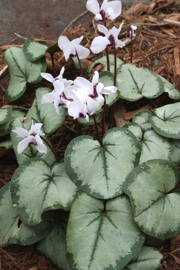Image of Cyclamen coum Silver Leaf|Juniper Level Botanic Gdn, NC|JLBG