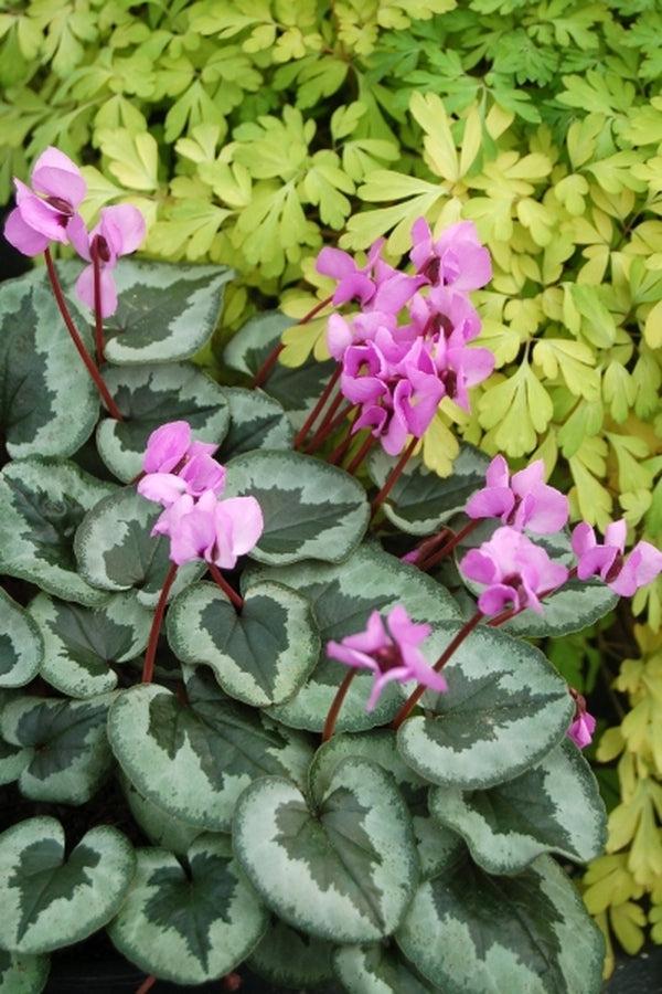 Image of Cyclamen coum 'Something Magic' PP19,894||