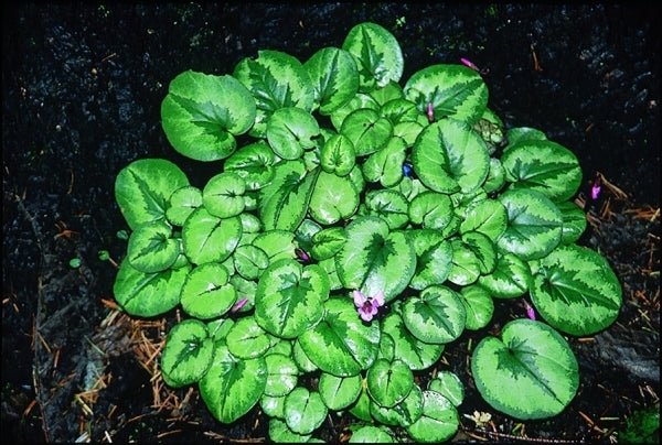 Image of Cyclamen coum|Heronswood, WA|