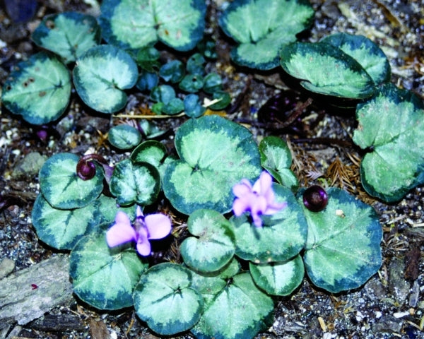 Image of Cyclamen coum|Juniper Level Botanic Gdn, NC|JLBG