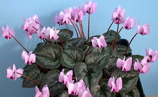Image of Cyclamen elegans||J. Lonsdale