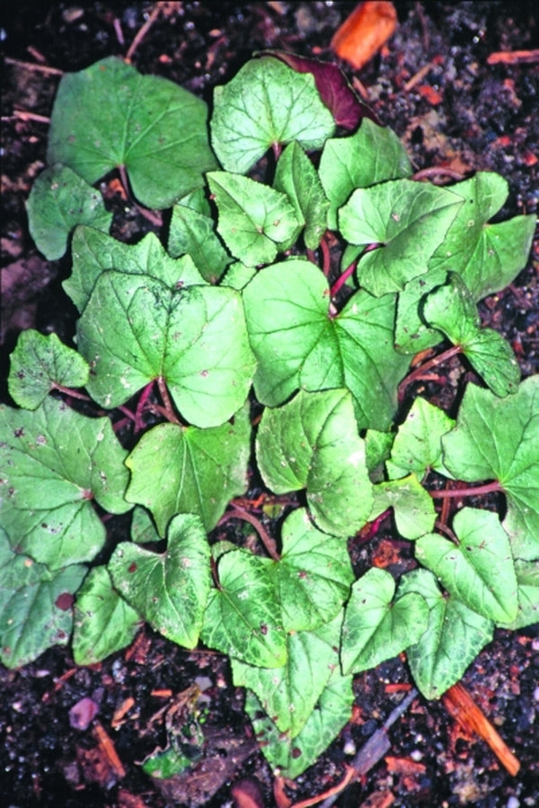 Image of Cyclamen hederifolium 'Nettleton Silver'|Juniper Level Botanic Gdn, NC|JLBG