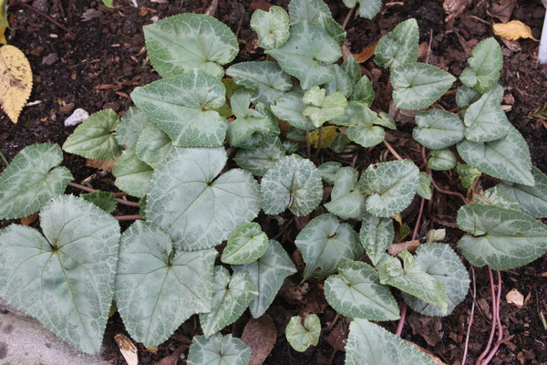Image of Cyclamen hederifolium 'Silver Swan' taken at Juniper Level Botanic Gdn, NC by JLBG
