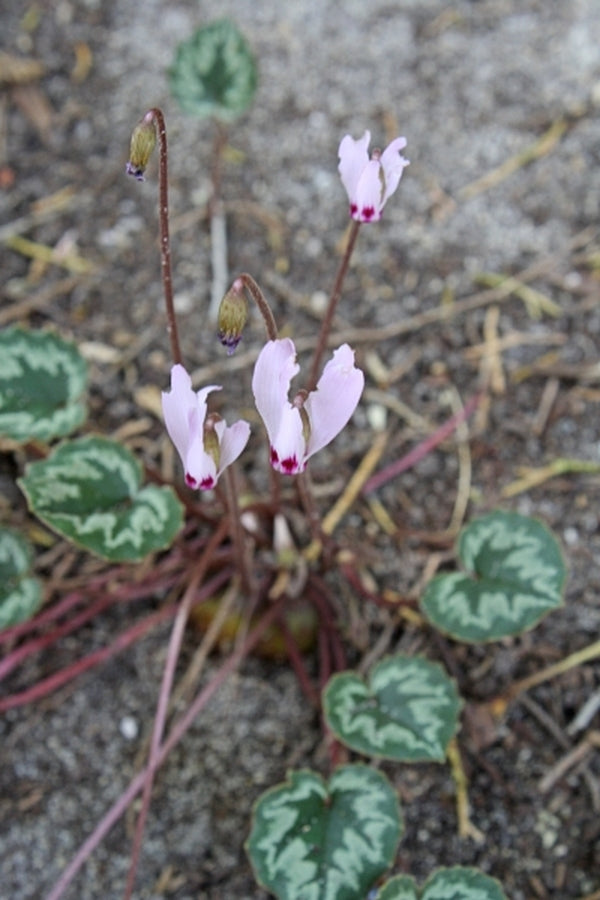 Image of Cyclamen mirabile|Juniper Level Botanic Gdn, NC|JLBG