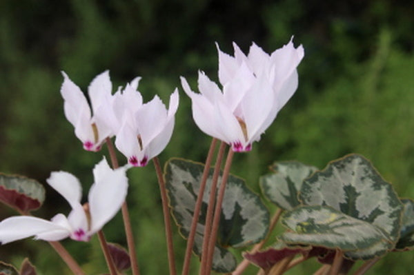 Image of Cyclamen mirabile|Juniper Level Botanic Gdn, NC|JLBG