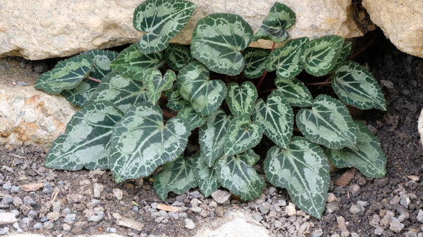 Image of Cyclamen persicum 'Turkish Delights'taken at Juniper Level Botanic Gdn, NC by JLBG