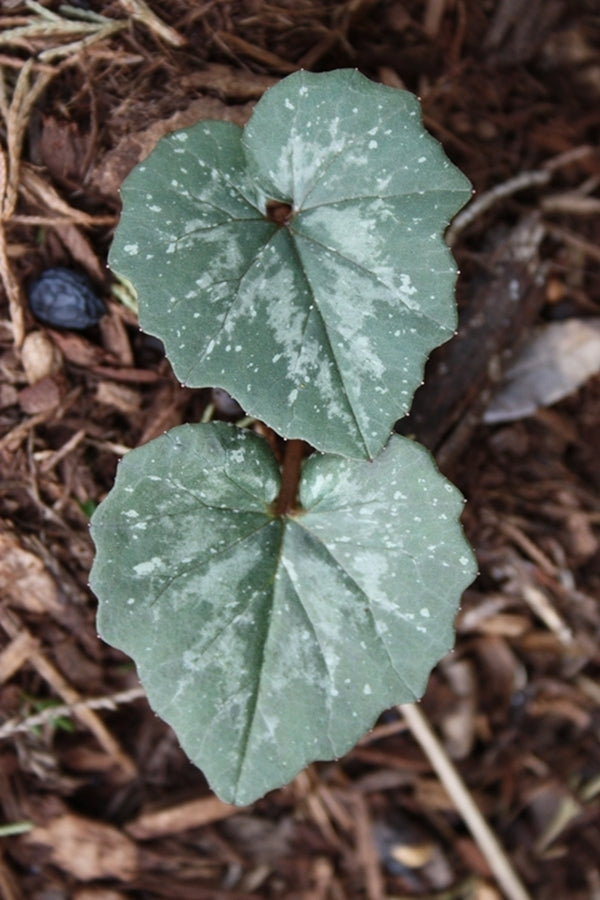 Image of Cyclamen rhodium||
