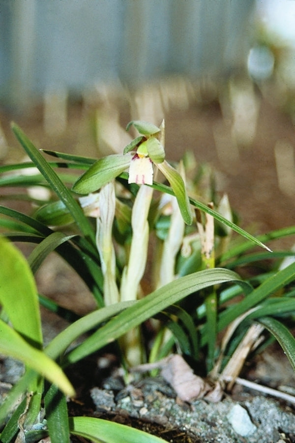 Image of Cymbidium goeringii|Juniper Level Botanic Gdn, NC|JLBG