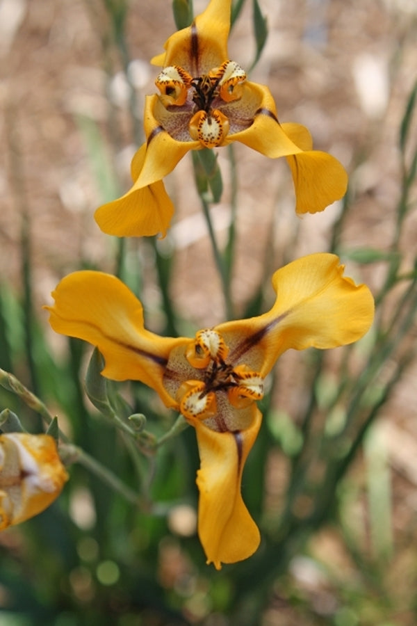 Image of Cypella herbertii 'Castillo'|Juniper Level Botanic Gdn, NC|JLBG