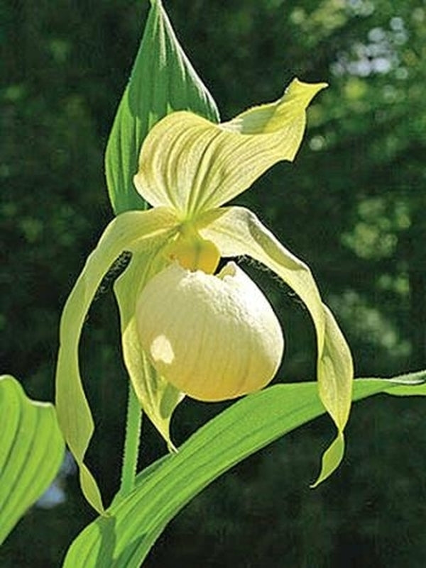 Image of Cypripedium 'Aki Pastel'taken at Weinert Gdn, Germany by M. Weinert