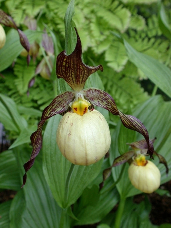 Image of Cypripedium 'Inge'taken at Weinert Gdn, Germany by M. Weinert
