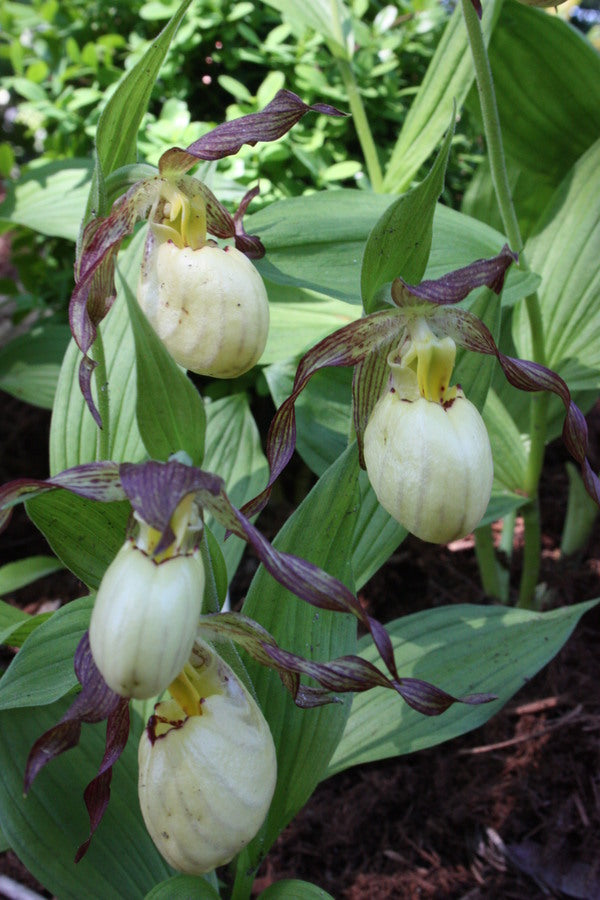Image of Cypripedium 'Inge'taken at Juniper Level Botanic Gdn, NC by JLBG