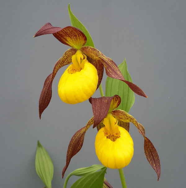Image of Cypripedium 'Lukas'taken at Weinert Gdn, Germany by M. Weinert