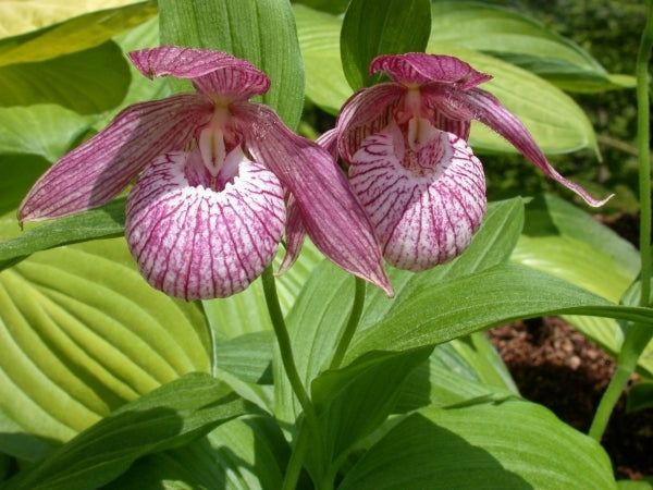 Image of Cypripedium 'Michael'taken at Weinert Gdn, Germany by M. Weinert