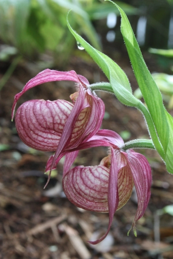 Image of Cypripedium 'Michael'taken at Juniper Level Botanic Gdn, NC by JLBG