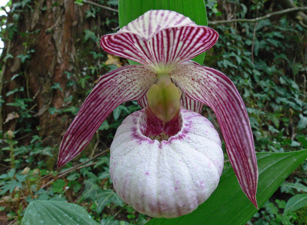 Image of Cypripedium 'Monto'taken at Weinert Gdn, Germany by M. Weinert