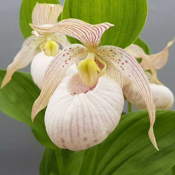Image of Cypripedium 'Pluto'||Hardy Orchids