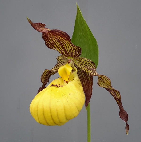 Image of Cypripedium 'Robin Lee'||Frosch Cypripedium
