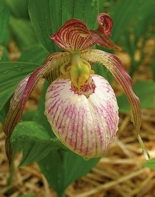 Image of Cypripedium 'Tower Hill'|Shelburne Falls, MA|Hillside Nursery