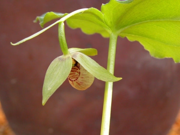 Image of Cypripedium debiletaken at Japan by T. Izumi