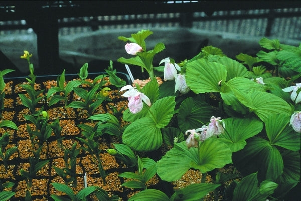 Image of Cypripedium japonicumtaken at B. Yinger Gdn, PA by B. Yinger
