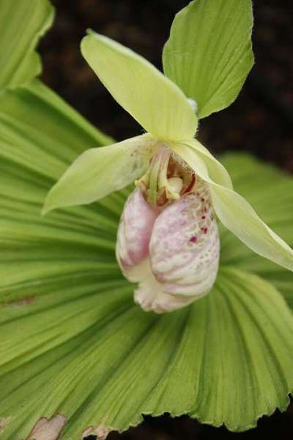 Image of Cypripedium japonicum