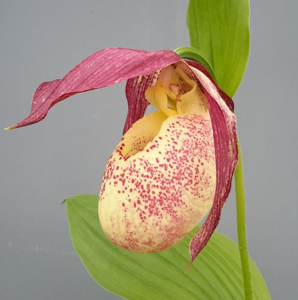 Image of Cypripedium (kentuckiense x rebunense)||Frosch Cypripedium