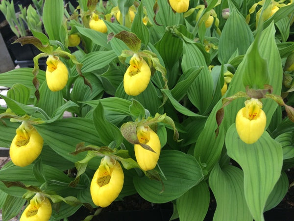 Image of Cypripedium parviflorum var. pubescenstaken at Juniper Level Botanic Gdn, NC by JLBG