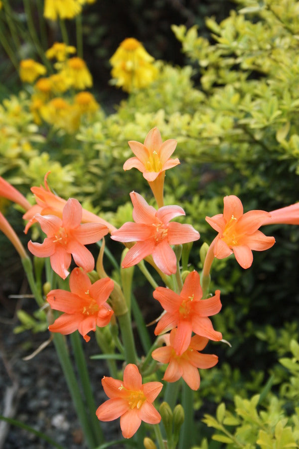 Image of Cyrtanthus x henryae 'William Penn'taken at Juniper Level Botanic Gdn, NC by JLBG