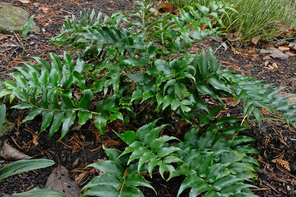 Image of Cyrtomium falcatum 'Plasticity'|Juniper Level Botanic Gdn, NC|JLBG