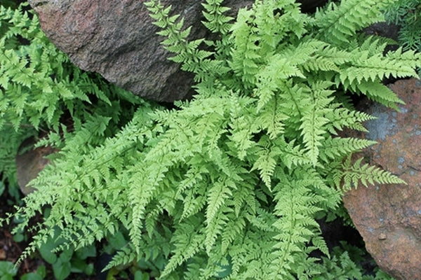 Image of Cystopteris x tennesseensis|Alpine Gdn, DE|