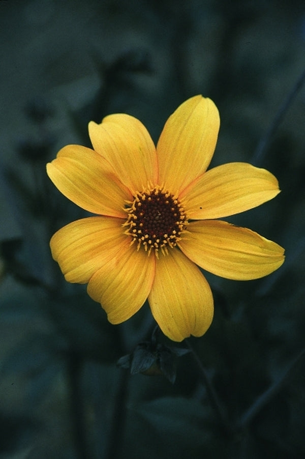 Image of Dahlia 'Bishop of York'|Juniper Level Botanic Gdn, NC|JLBG