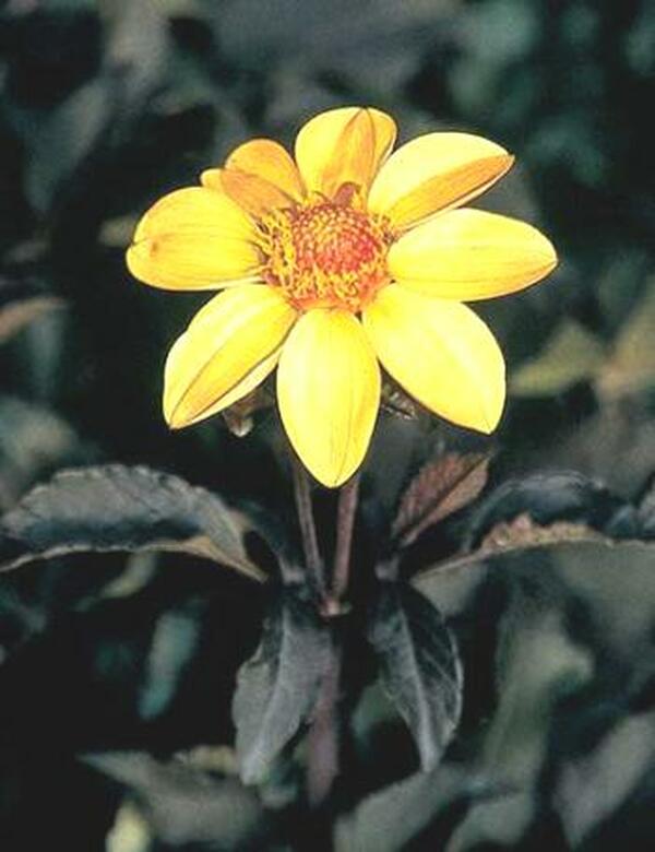 Image of Dahlia 'Party'|Juniper Level Botanic Gdn, NC|JLBG