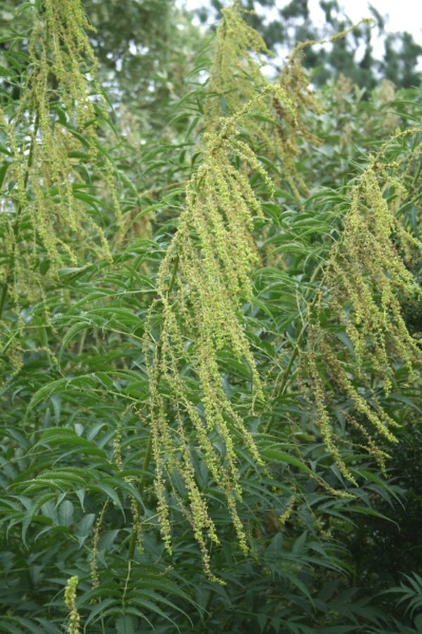 Image of Datisca cannabina|Juniper Level Botanic Gdn, NC|JLBG