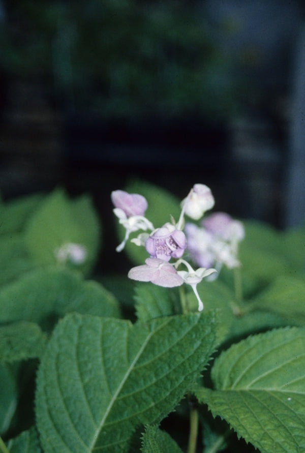 Image of Deinanthe bifida|D. Probst Gdn, MA|