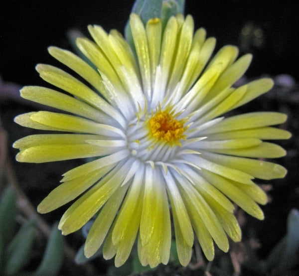 Image of Delosperma 'Jewel of Desert Peridot' PP 23,566||Ron van Dijk Consultancy