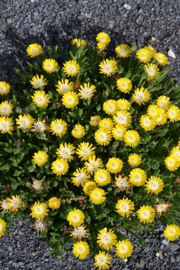 Image of Delosperma 'Jewel of Desert Peridot' PP 23,566|Juniper Level Botanic Gdn, NC|JLBG