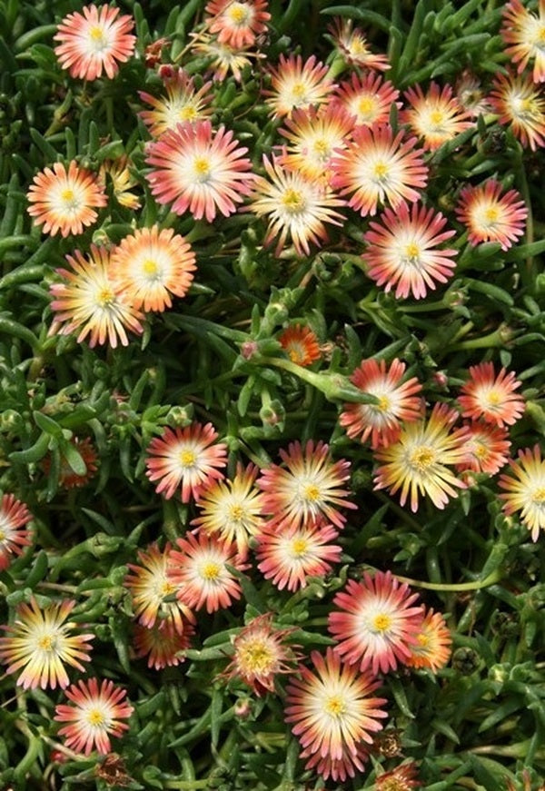 Image of Delosperma 'Jewel of Desert Ruby' PP 23,453|Walters Gardens, MI|