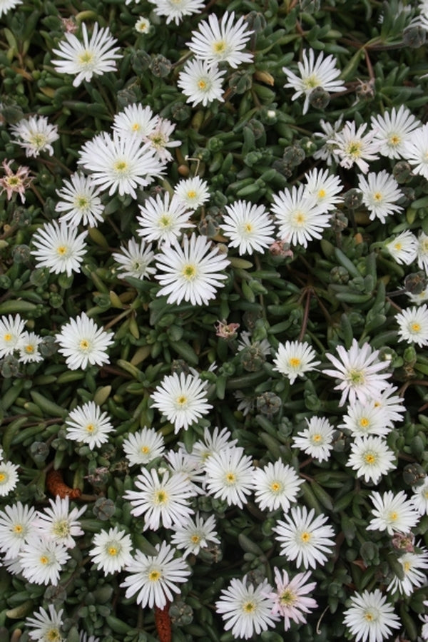 Image of Delosperma 'Osberg'|Juniper Level Botanic Gdn, NC|JLBG