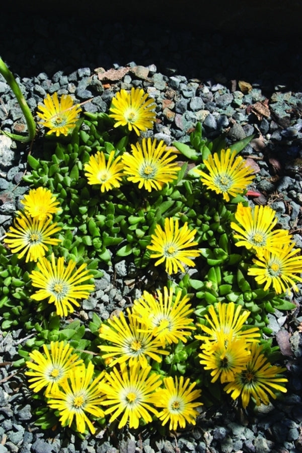 Image of Delosperma basuticum|Juniper Level Botanic Gdn, NC|JLBG